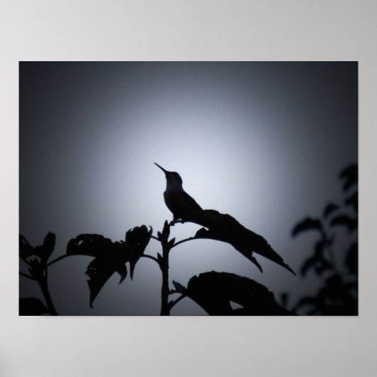 Gloeiend kolibrie silhouet poster (Voorkant)