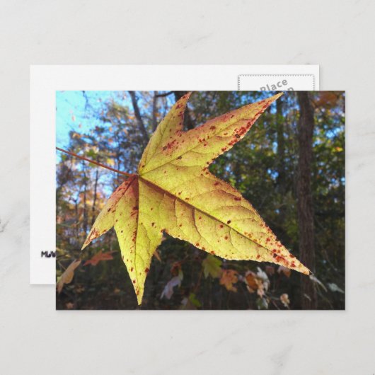 Gloeiend zure bladeren in het bos briefkaart (Voorkant / Achterkant)