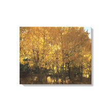 Gloeiende Aspen bomen Wilkerson Pass Colorado