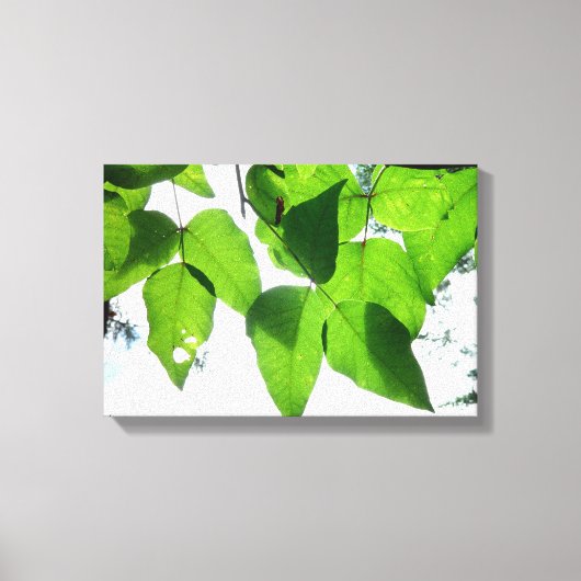 Gloeiende berkenbladeren Stretched Canvas Print (Voorkant)