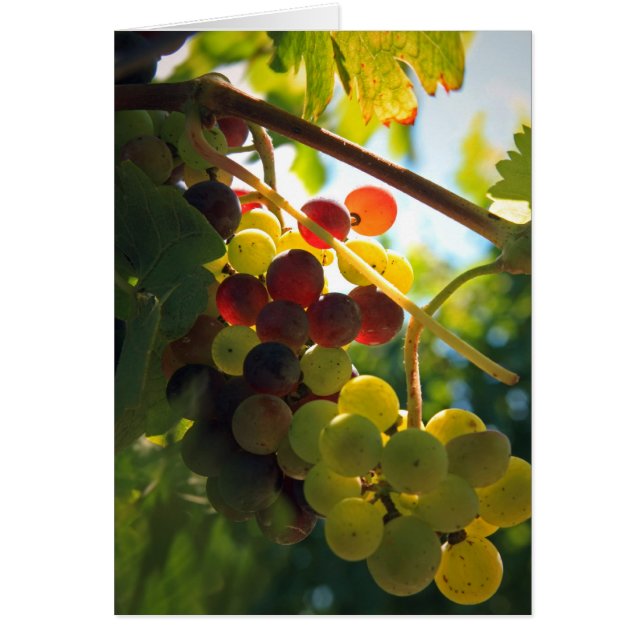 Gloeiende druiven (Voorkant)