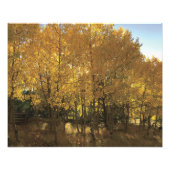 Gloeiende espenbomen foto afdruk (Voorkant)