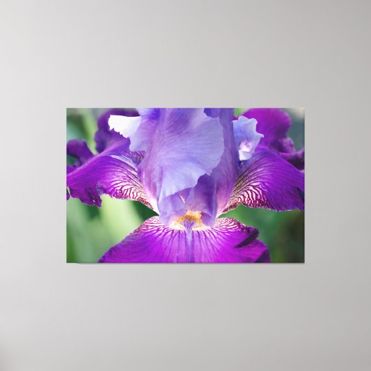 Gloeiende Iris Natuur / Bloemen / Botanische Foto Canvas Afdruk (Voorkant)