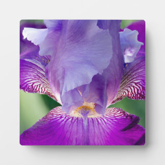 Gloeiende Iris Natuur / Bloemen / Botanische Foto Fotoplaat