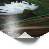 Gloeiende Lotus Water Lily Flower 8x8 Foto Afdruk (Hoek)