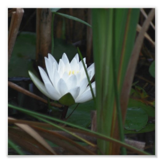 Gloeiende Lotus Water Lily Flower 8x8 Foto Afdruk (Voorkant)