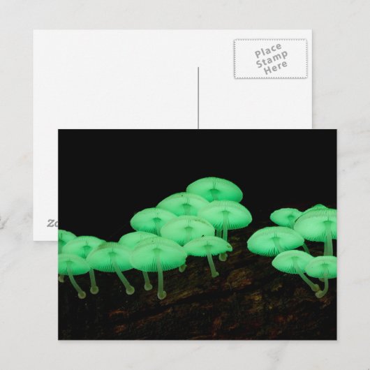 Gloeiende paddenstoelen briefkaart (Voorkant / Achterkant)