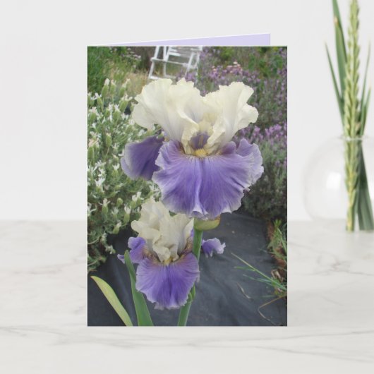 Gloride Paarse Iris Flower Floral Birthday Card Kaart (Voorkant)