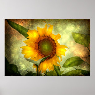 Glorie (Poster van zonnebloemen) Poster