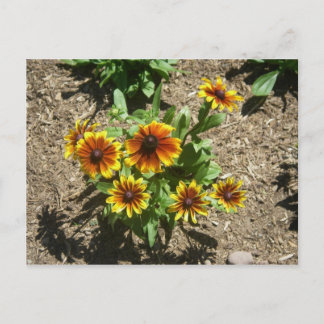 Gloriosa Daisy Briefkaart