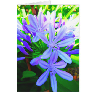 Glorious Agapanthus - Cadeaukaart