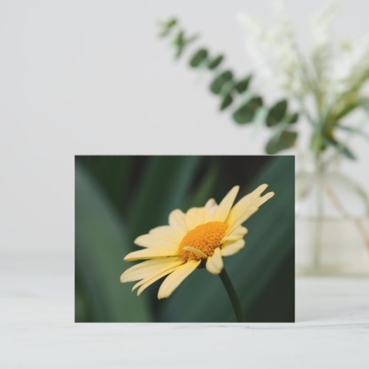 Glorious Daisy Flower Photography Briefkaart (Staand voorkant)