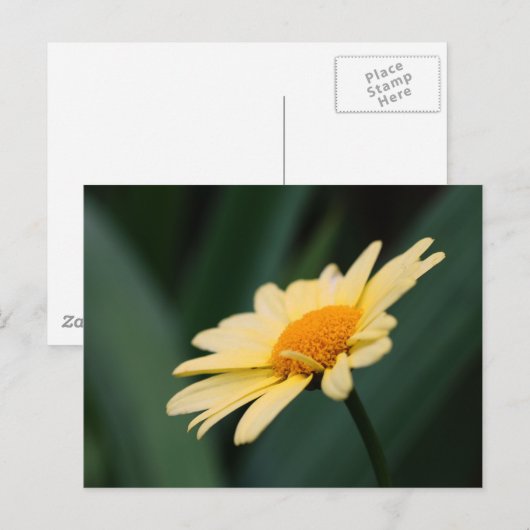 Glorious Daisy Flower Photography Briefkaart (Voorkant / Achterkant)