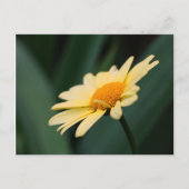 Glorious Daisy Flower Photography Briefkaart (Voorkant)