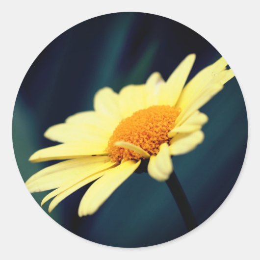 Glorious Daisy Flower Ronde Sticker (Voorkant)