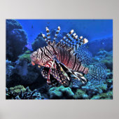 Glorious Lionfish Poster (Voorkant)