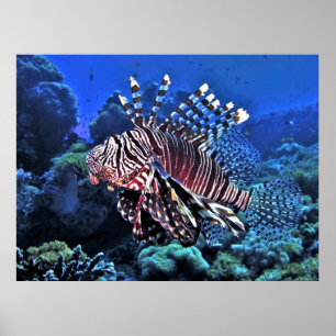 Glorious Lionfish Poster