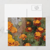 Glorious Marigolds Briefkaart (Voorkant / Achterkant)