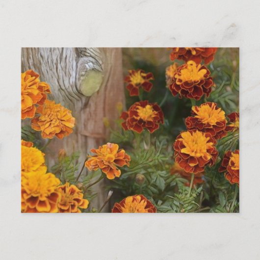 Glorious Marigolds Briefkaart (Voorkant)