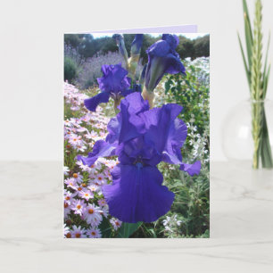 Glorious Paars Iris Photo Floral Birthday Card Kaart