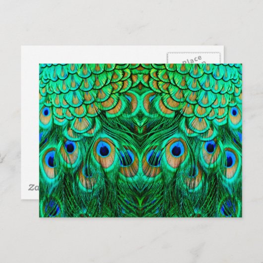 Glorious Peacock Feathers Briefkaart (Voorkant / Achterkant)