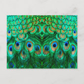 Glorious Peacock Feathers Briefkaart (Voorkant)