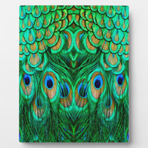 Glorious Peacock Feathers Fotoplaat