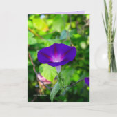 Glorious Solo Kaart (Voorkant)