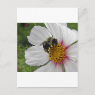 Glory Bee Briefkaart