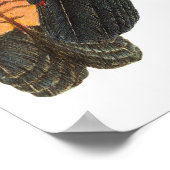 Glossy Black Cockatkato Pair Poster (Hoek)