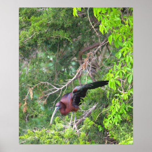 Glossy Ibis Bird Poster (Voorkant)