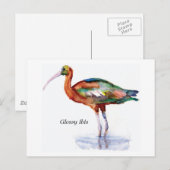 Glossy Ibis briefkaart (Voorkant / Achterkant)