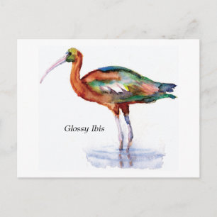 Glossy Ibis briefkaart