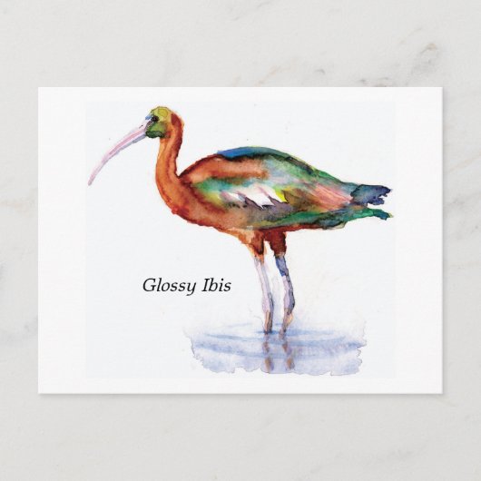 Glossy Ibis briefkaart (Voorkant)