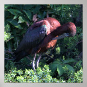 Glossy Ibis Poster (Voorkant)