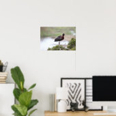 Glossy Ibis Poster (Thuiskantoor)