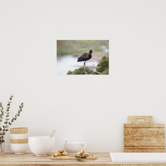 Glossy Ibis Poster (Keuken)