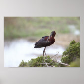 Glossy Ibis Poster (Voorkant)