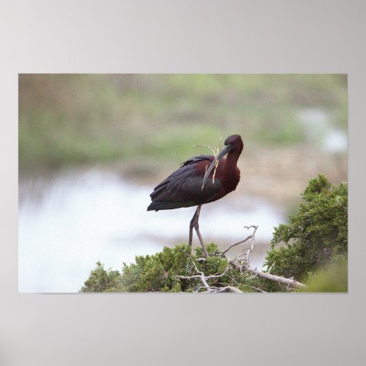 Glossy Ibis Poster (Voorkant)