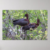 Glossy Ibis Poster (Voorkant)