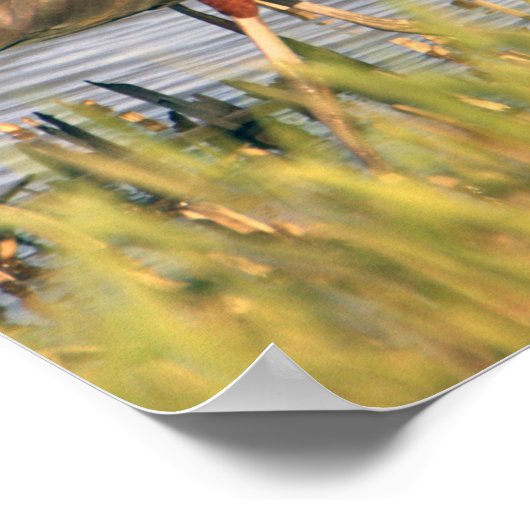 Glossy Ibis Poster (Hoek)