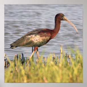 Glossy Ibis Poster