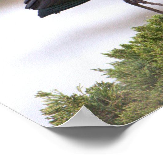 Glossy Ibis Poster (Hoek)