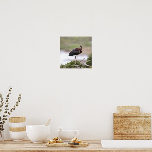 Glossy Ibis Poster (Keuken)
