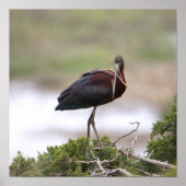Glossy Ibis Poster (Voorkant)