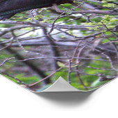 Glossy Ibis Poster (Hoek)