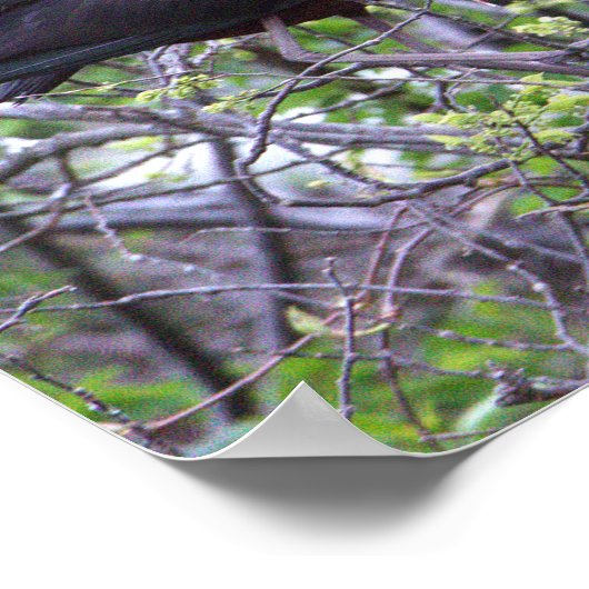 Glossy Ibis Poster (Hoek)