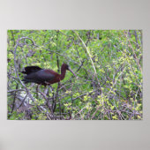 Glossy Ibis Poster (Voorkant)