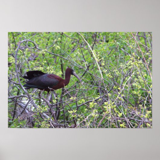 Glossy Ibis Poster (Voorkant)