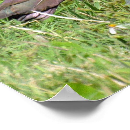 Glossy Ibis Poster (Hoek)